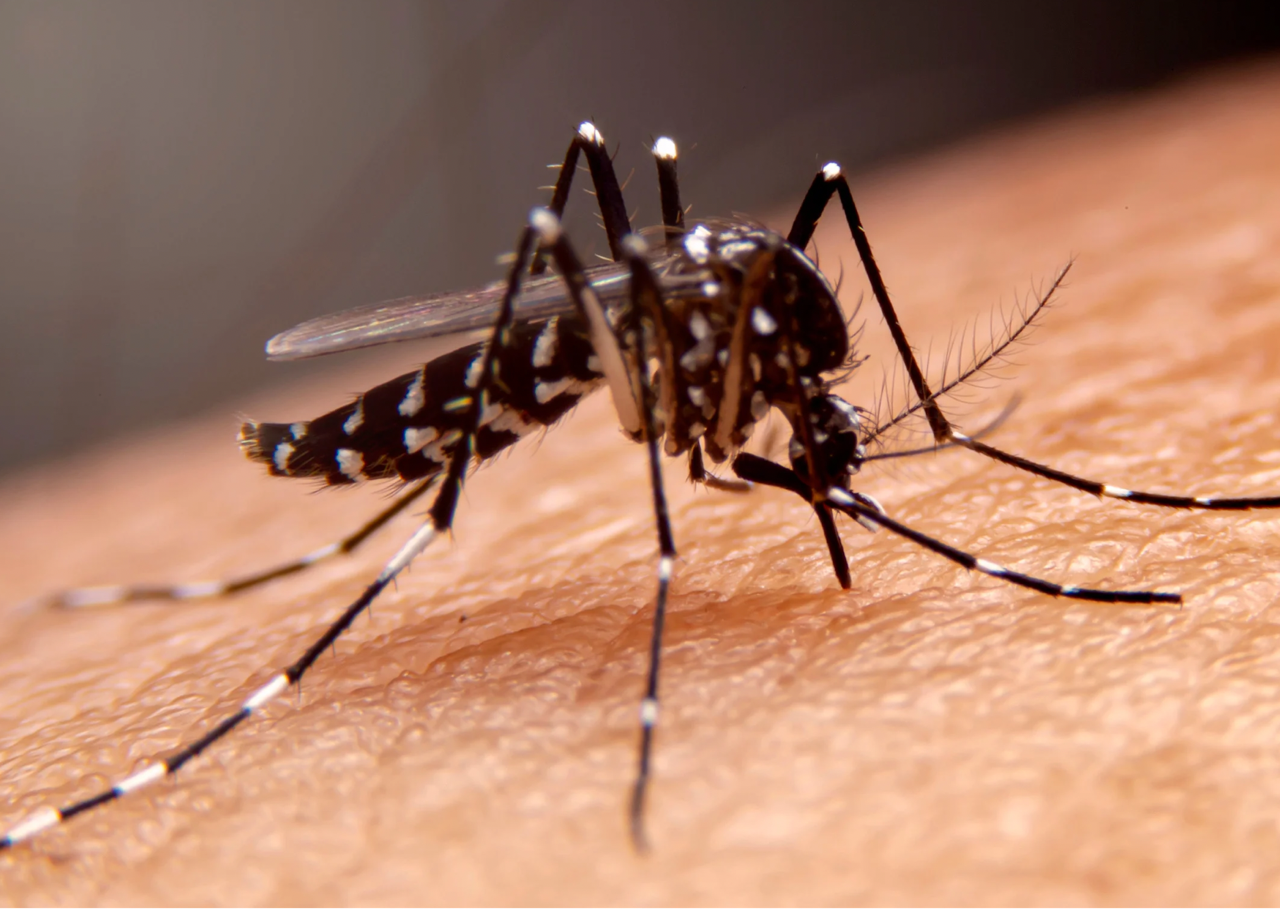 Mückenspray, Dengue und Co